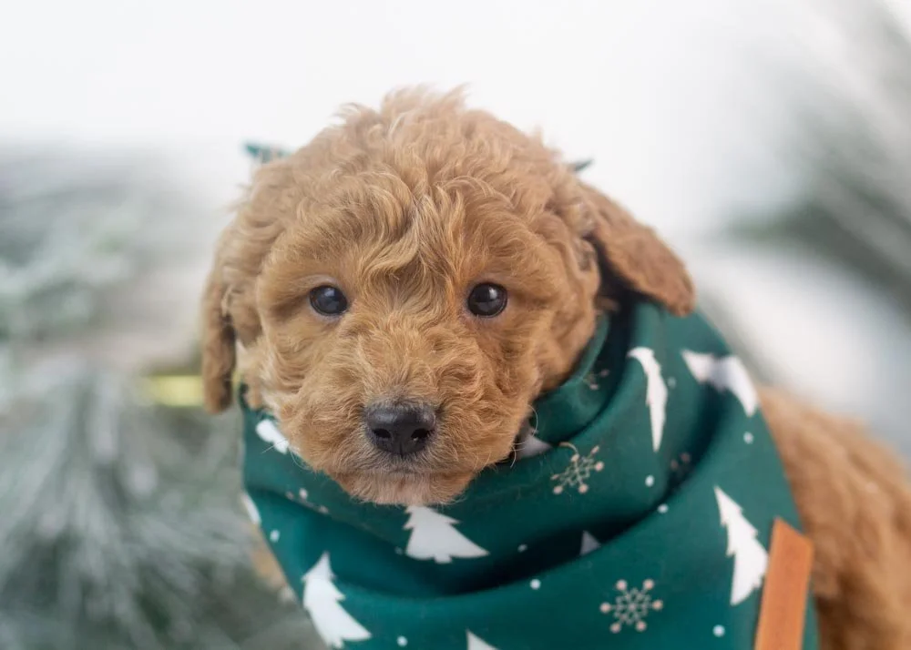 Mort goldendoodle for sale(3).jpg