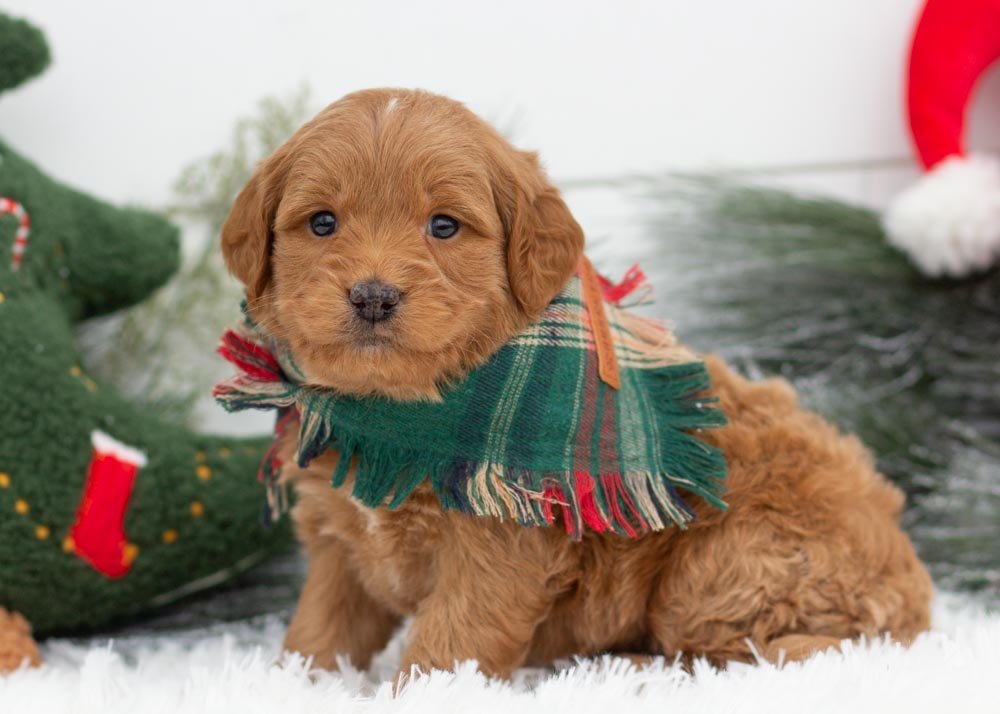 Ham goldendoodles for sale.jpg
