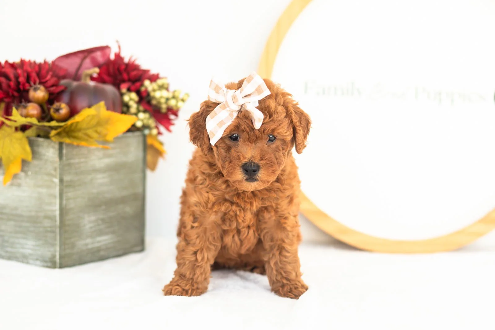 Fleece goldendoodle for sale(1).jpg