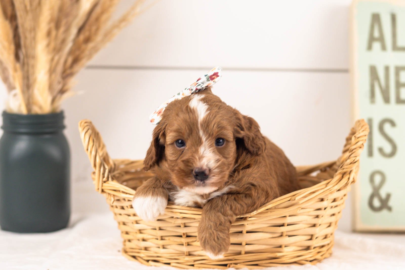 Amor goldendoodle for sale(4).jpg