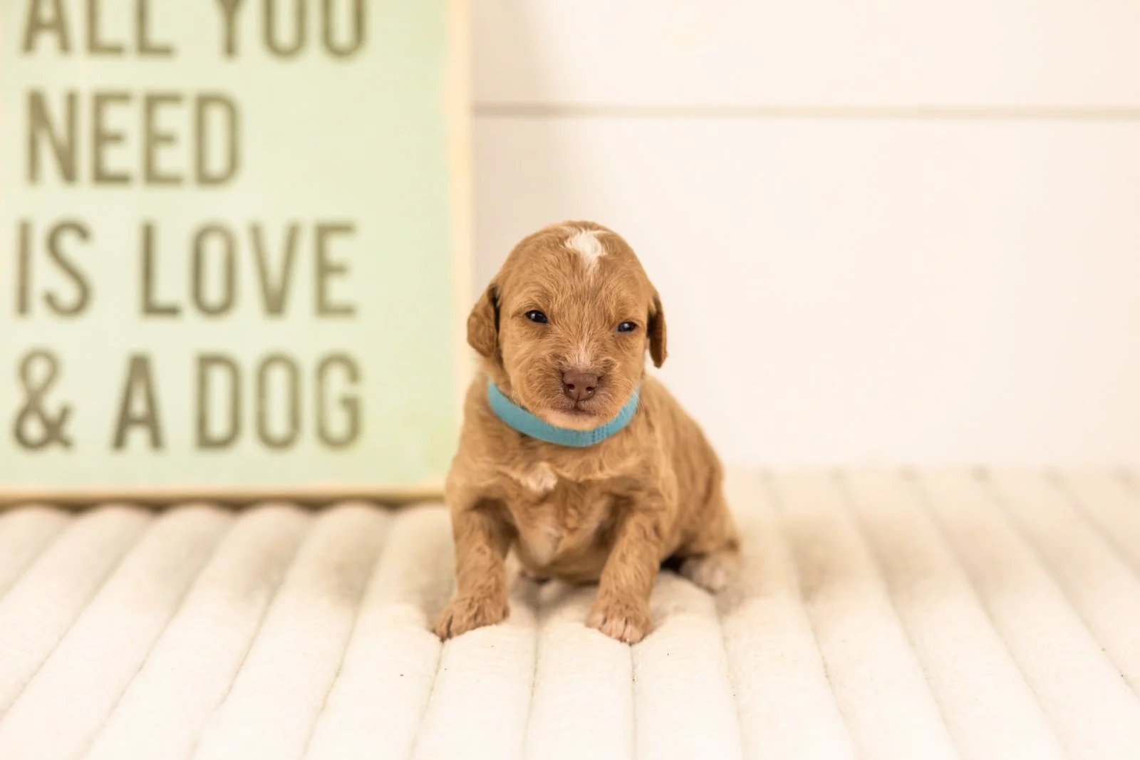 Scarlett goldendoodle for sale.jpg