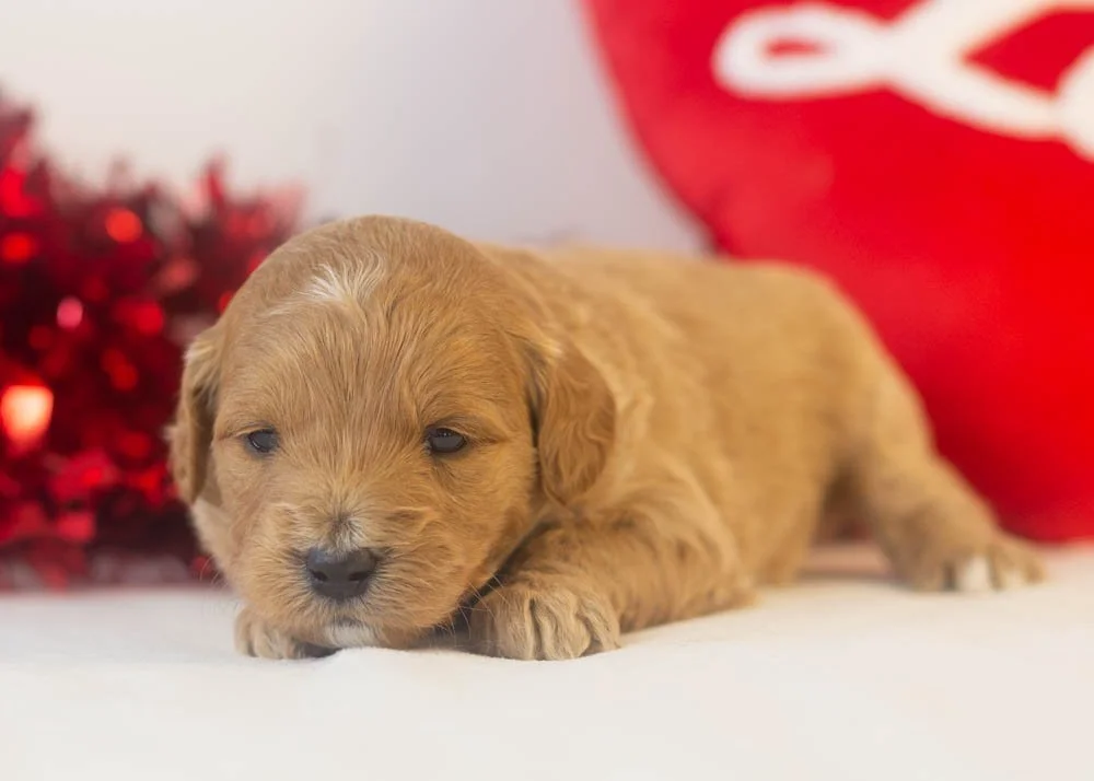 americano goldendoodle for sale.jpg