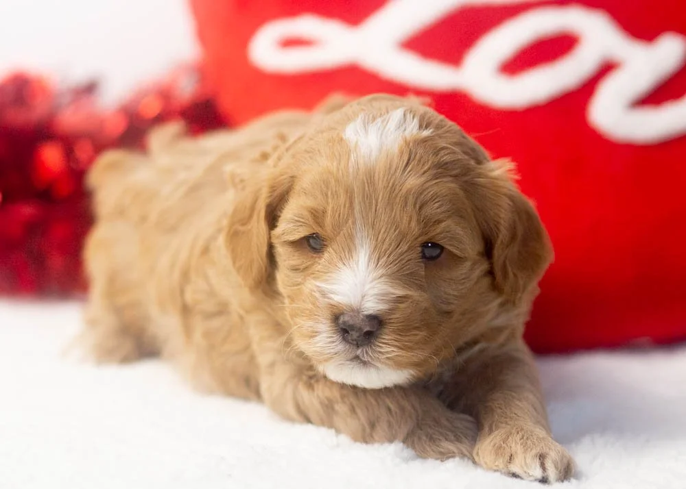 Sunny goldendoodle for sale(2).jpg
