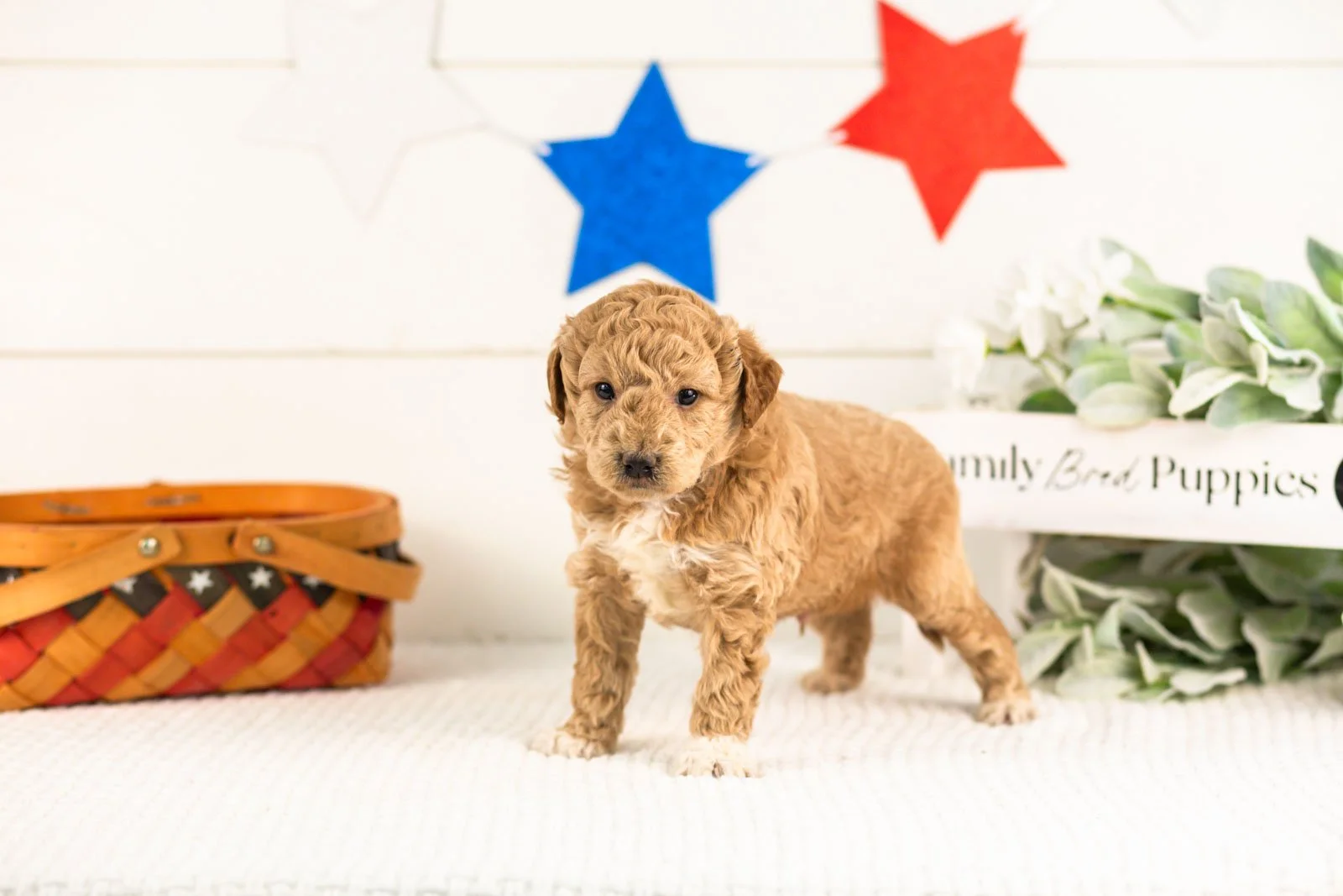caleb goldendoodle for sale.(1).jpg