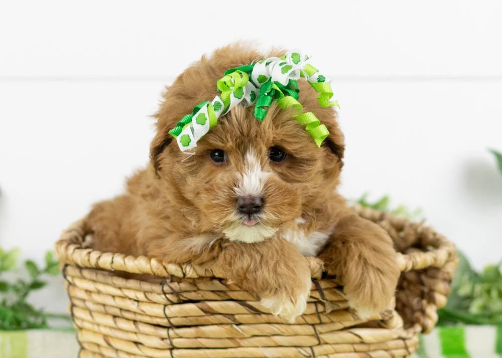 goldendoodle for sale