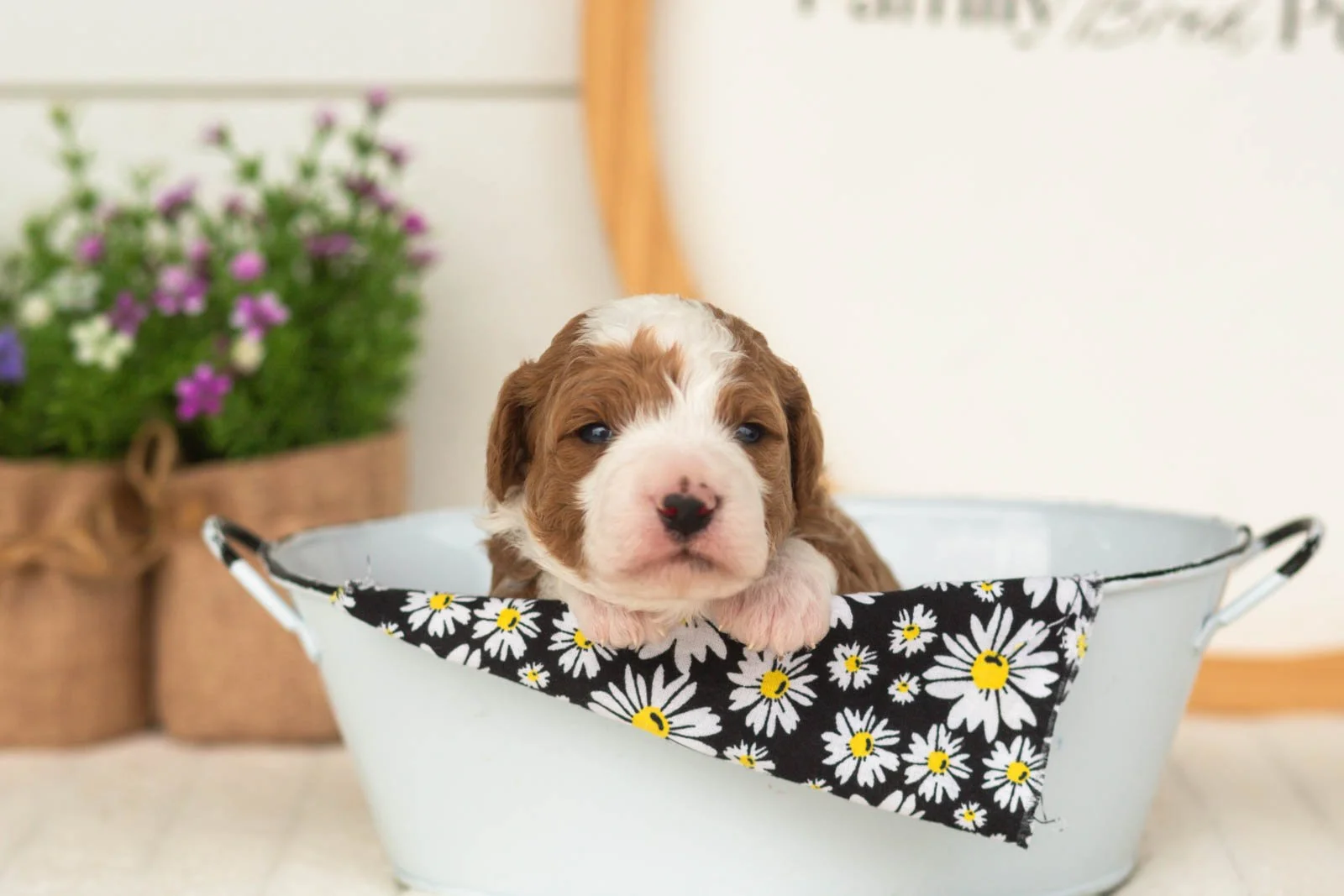 Rocket goldendoodle for sale(3).jpg