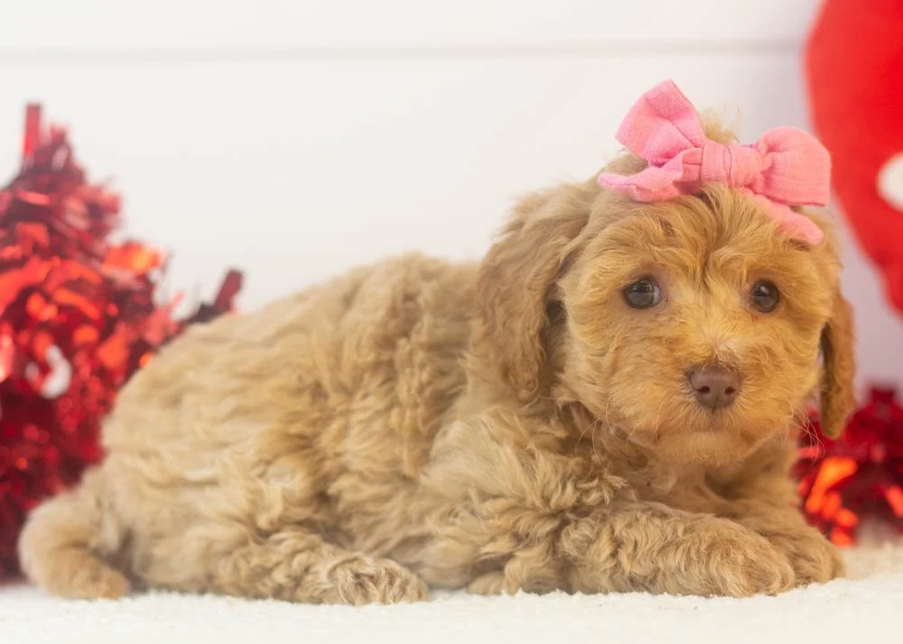 Doug 12-22-25 Indiana 2.52-2.jpg