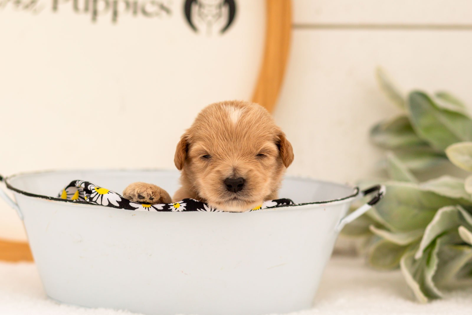 Ethan goldendoodle for sale(3).jpg