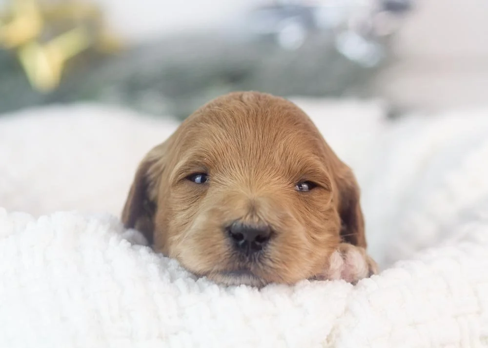 melody goldendoodle for sale(1).jpg