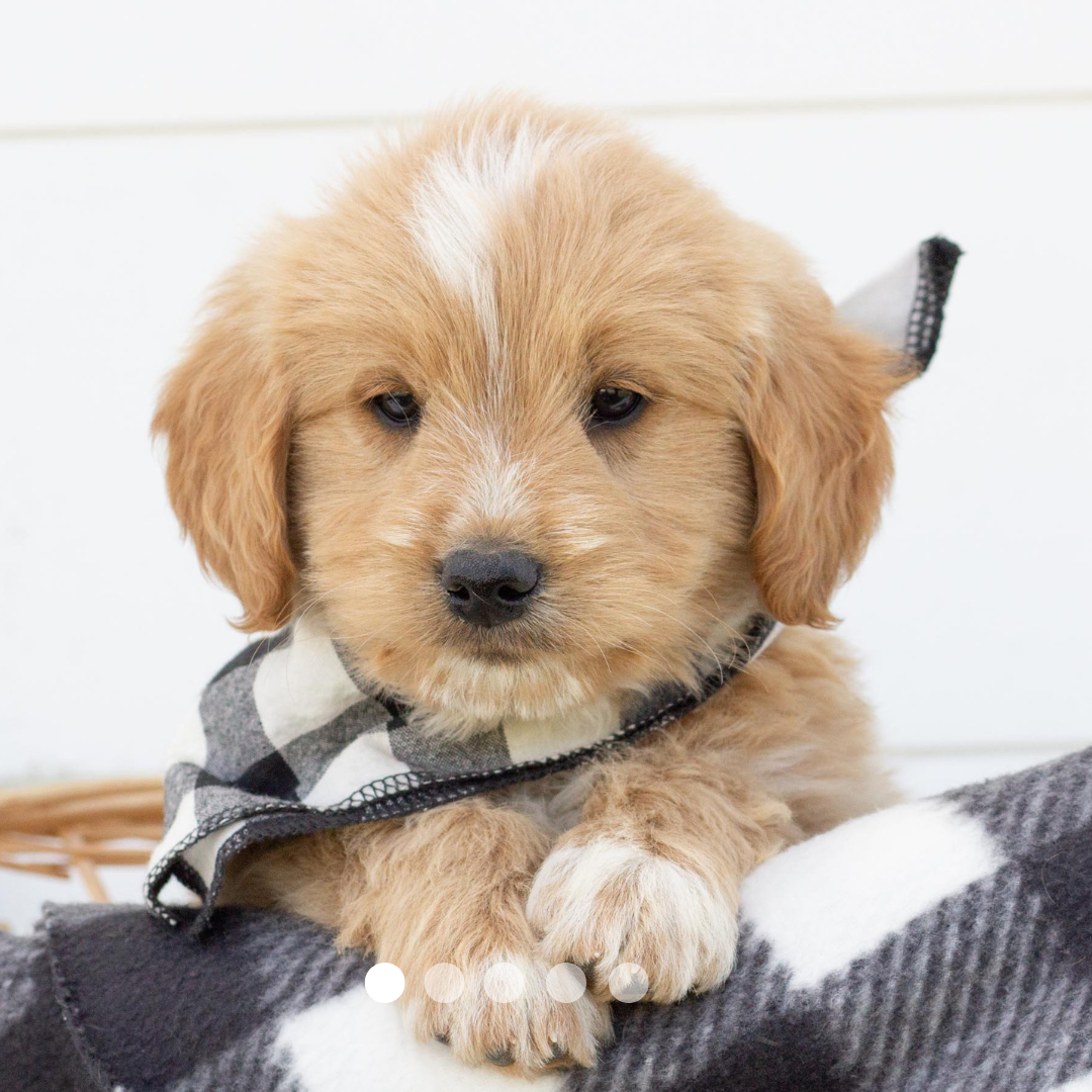 Copy of FBP Design.png