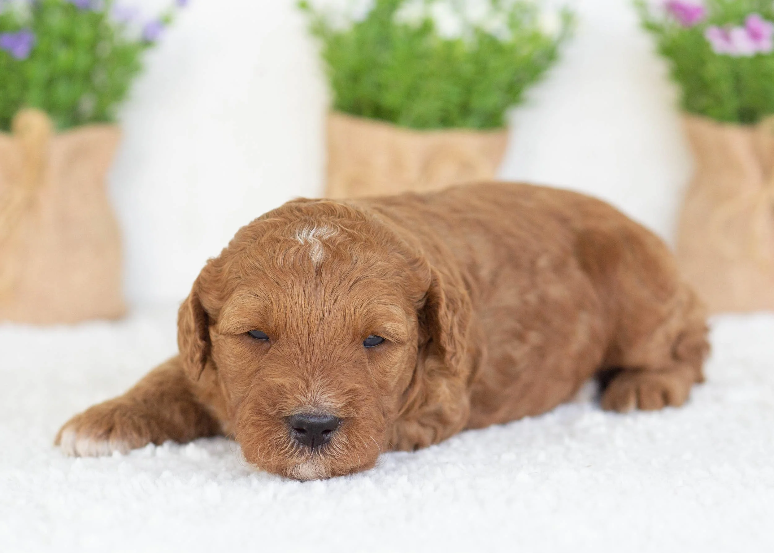Funnel Cake Goldendoodle for sale(2).jpg