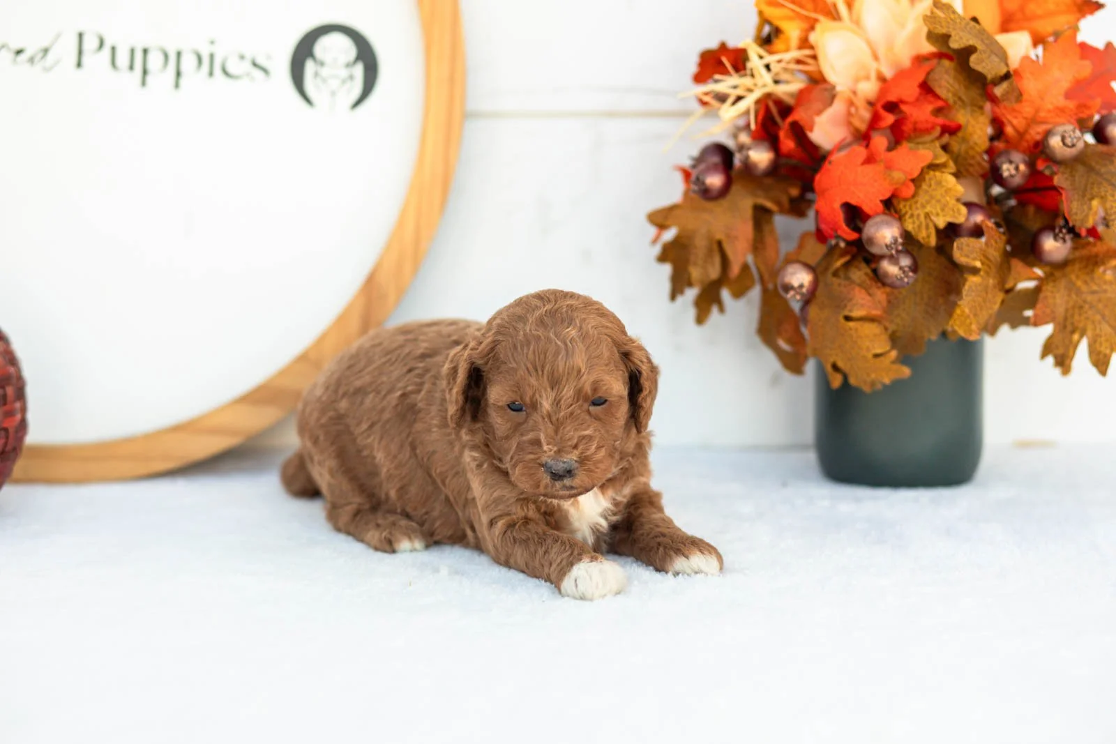 Caroline goldendoodle for sale 5.jpg