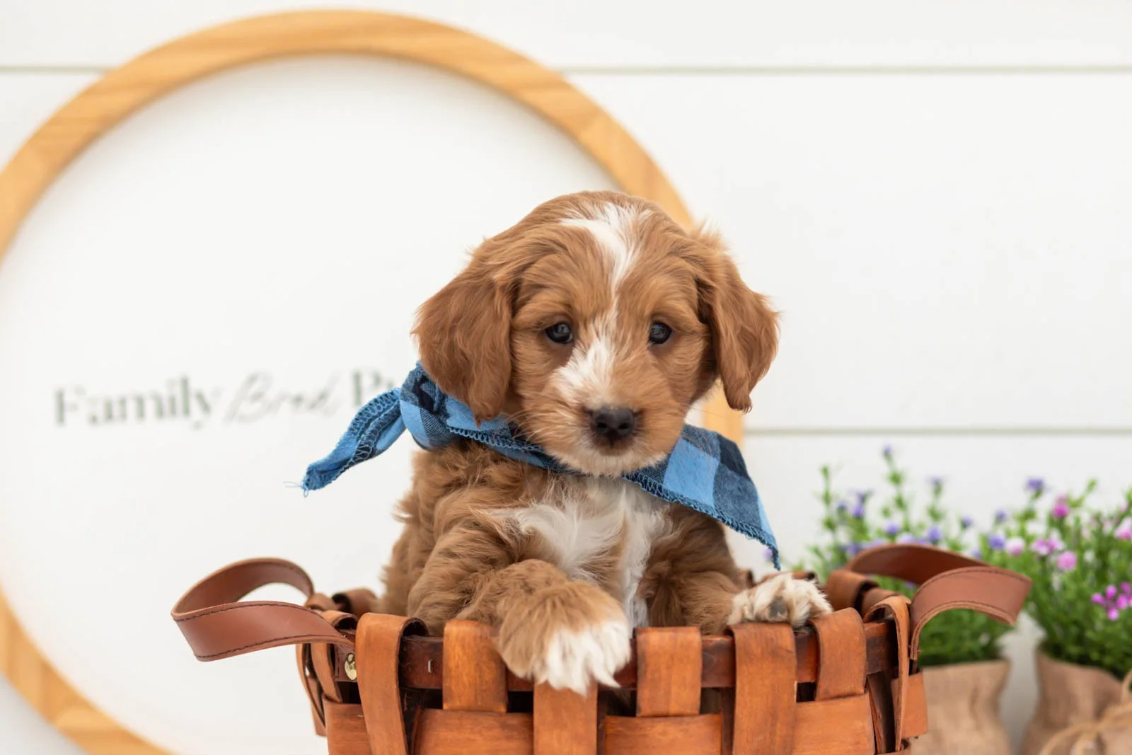 Bobby goldendoodle for sale(3).jpg