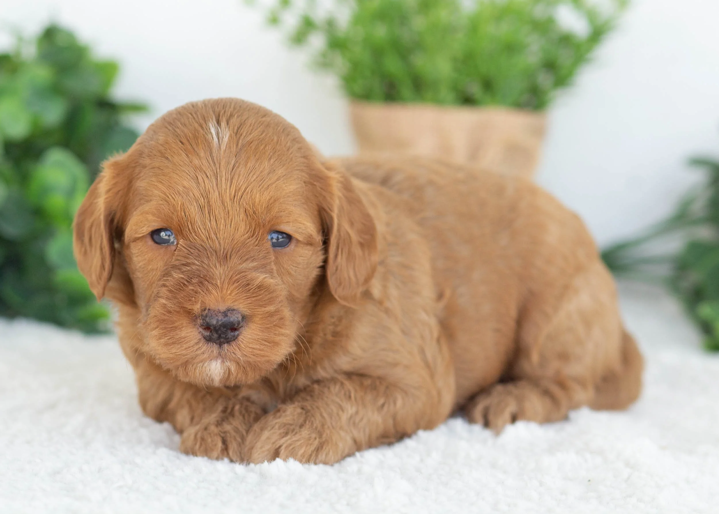 Cody Goldendoodle for sale(1).jpg