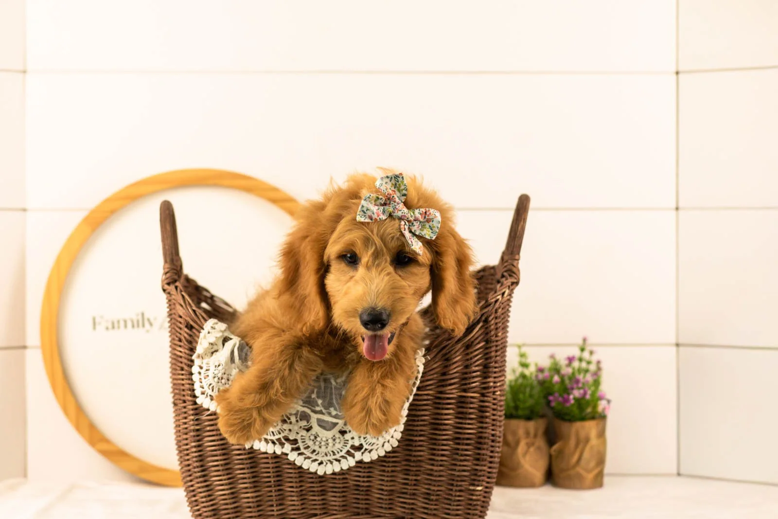 Cha cha goldendoodle for sale.jpg
