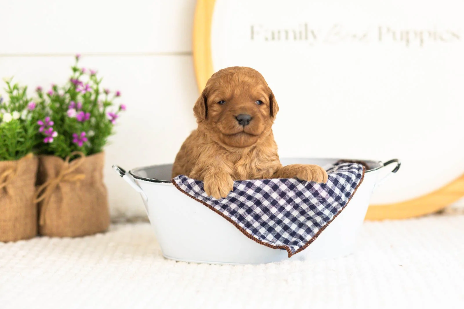 Reef goldendoodle for sale(4).jpg