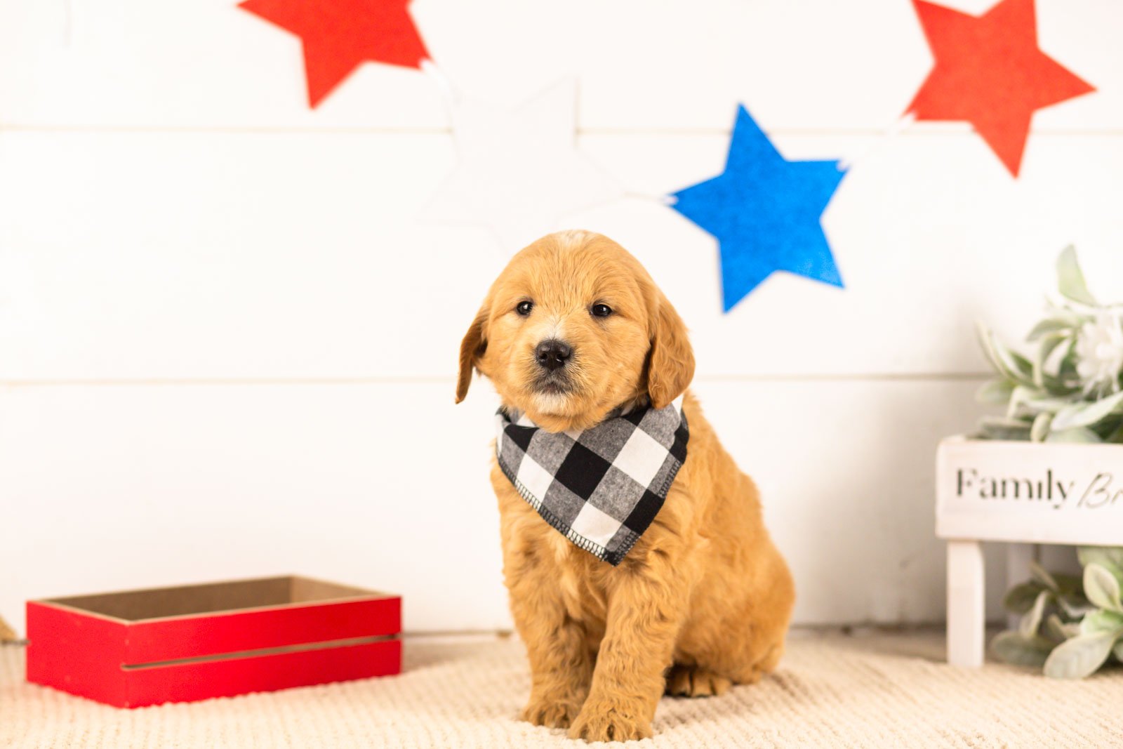 frodo goldendoodle for sale(2).jpg