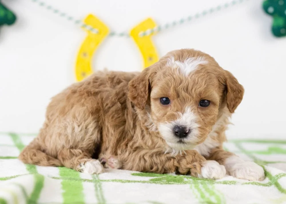 Mark goldendoodle for sale(3).jpg