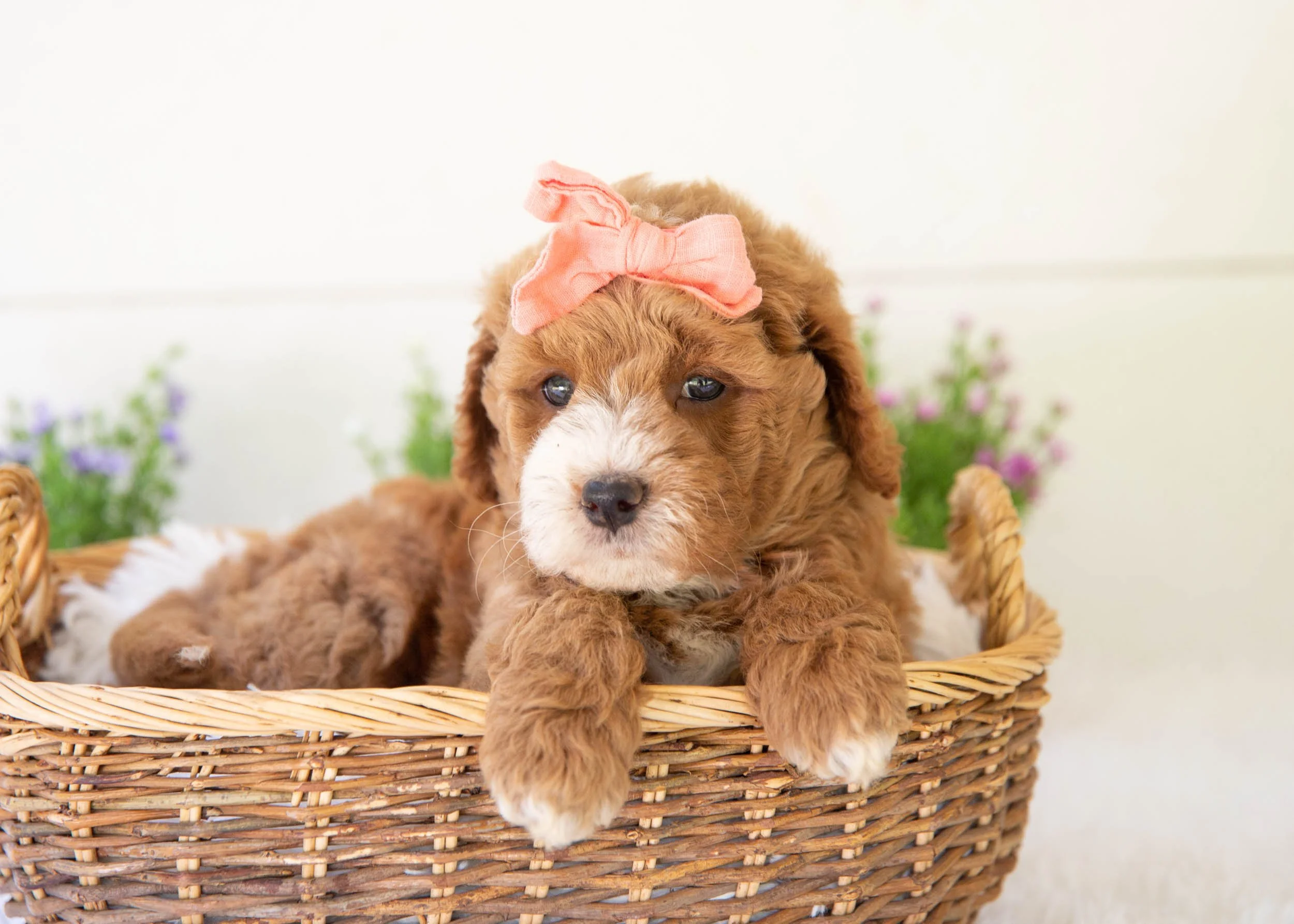 Lenny goldendoodle for sale.jpg