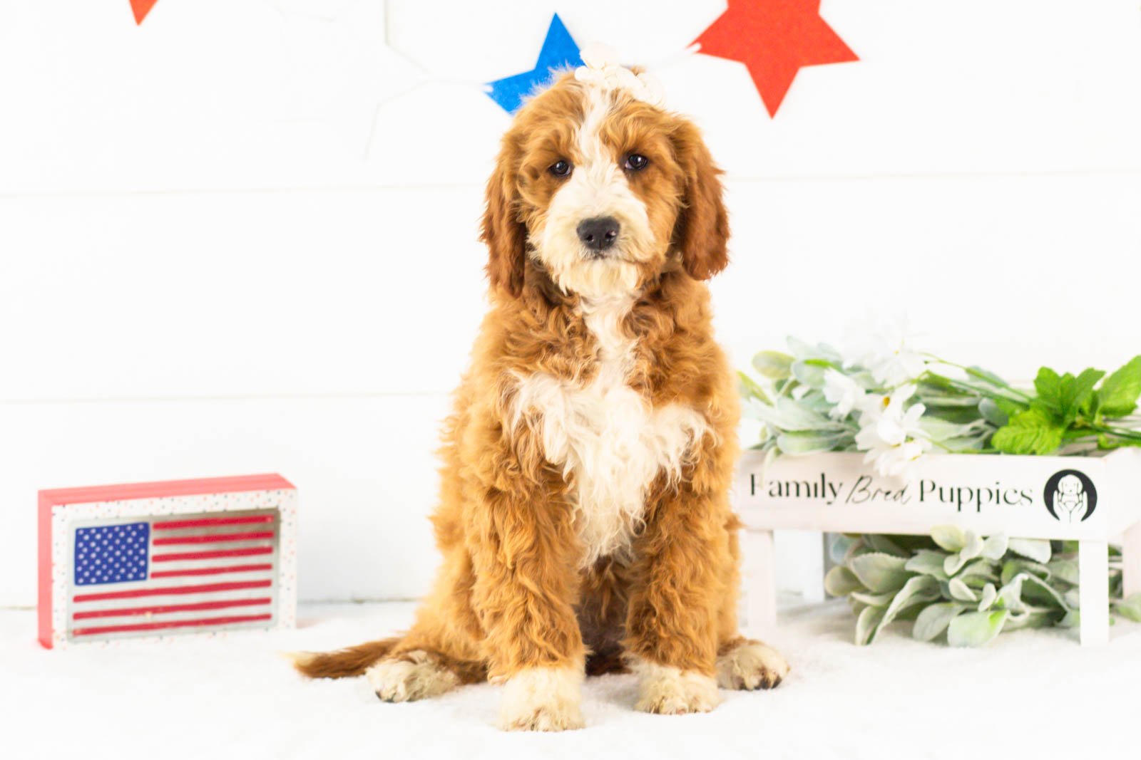 Brenda goldendoodle for sale(2).jpg