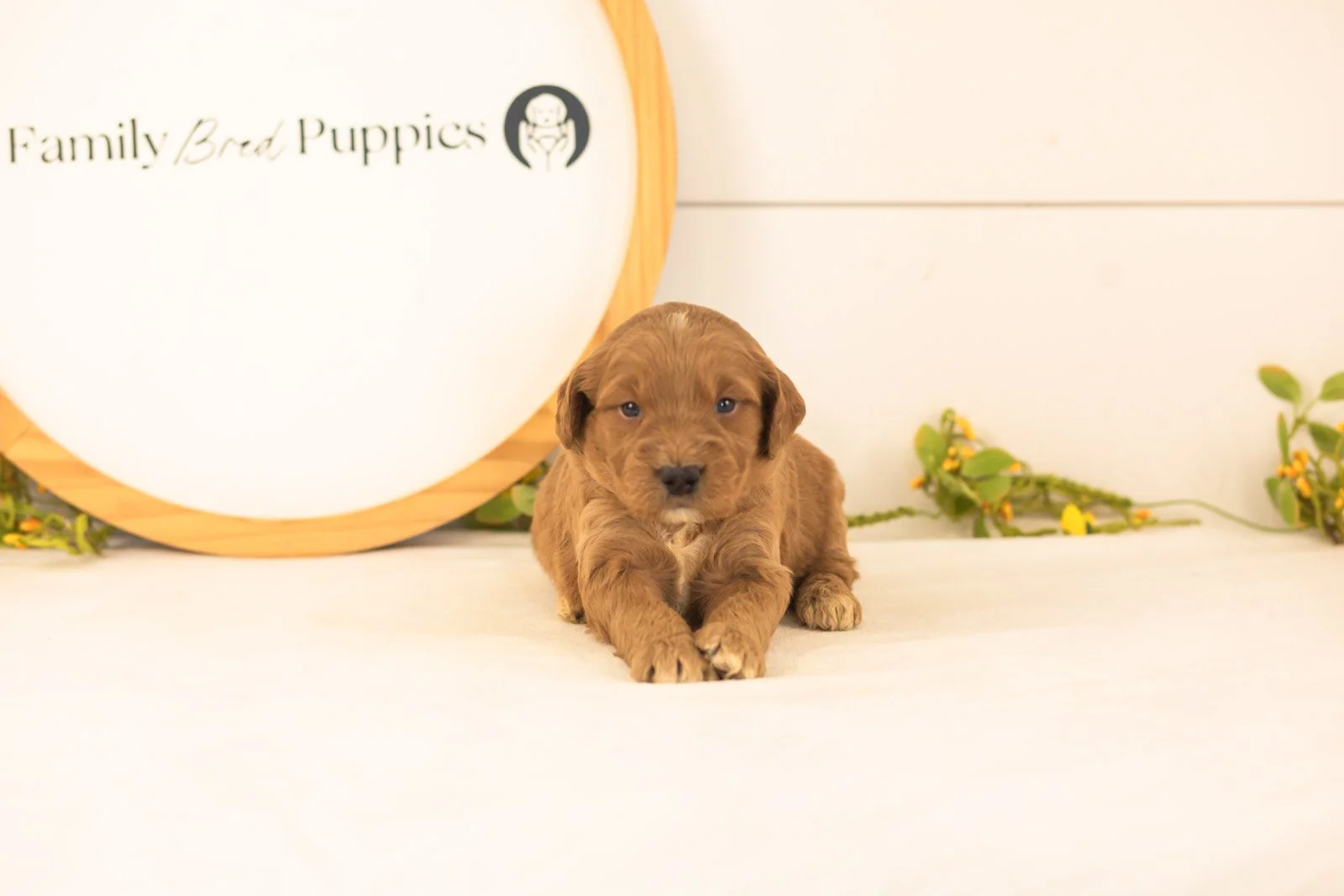Cooper goldendoodle for sale(2).jpg