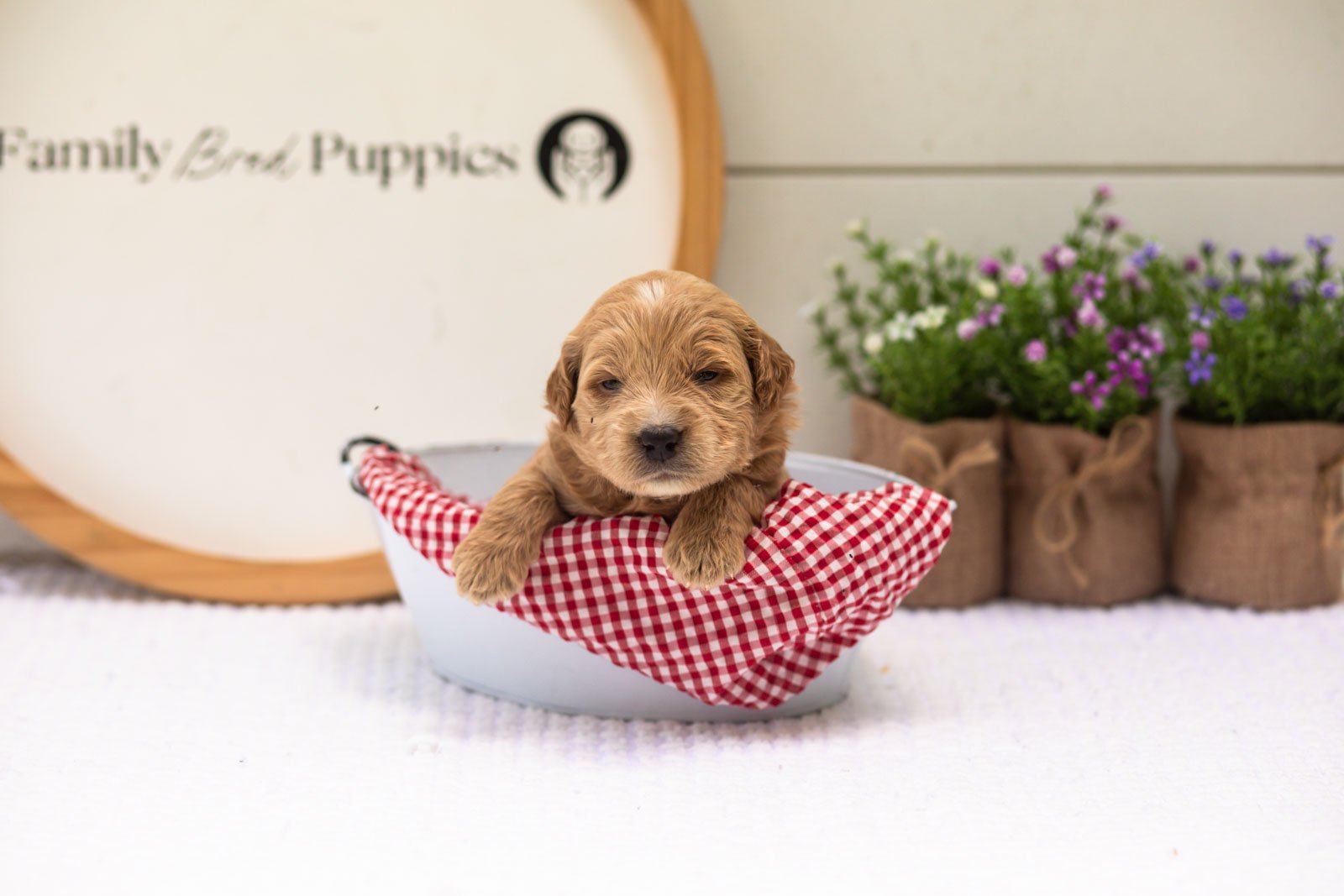 Hazel goldendoodle for sale(3).jpg