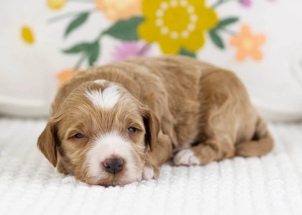 fisher goldendoodle for sale(4).jpg