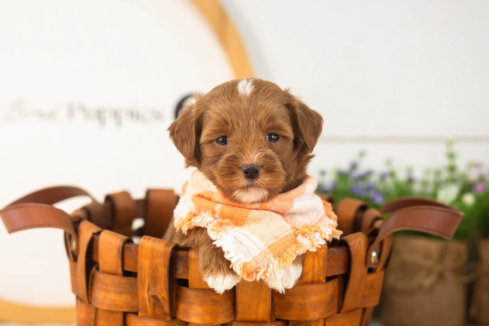 Vale goldendoodle for sale(3).jpg