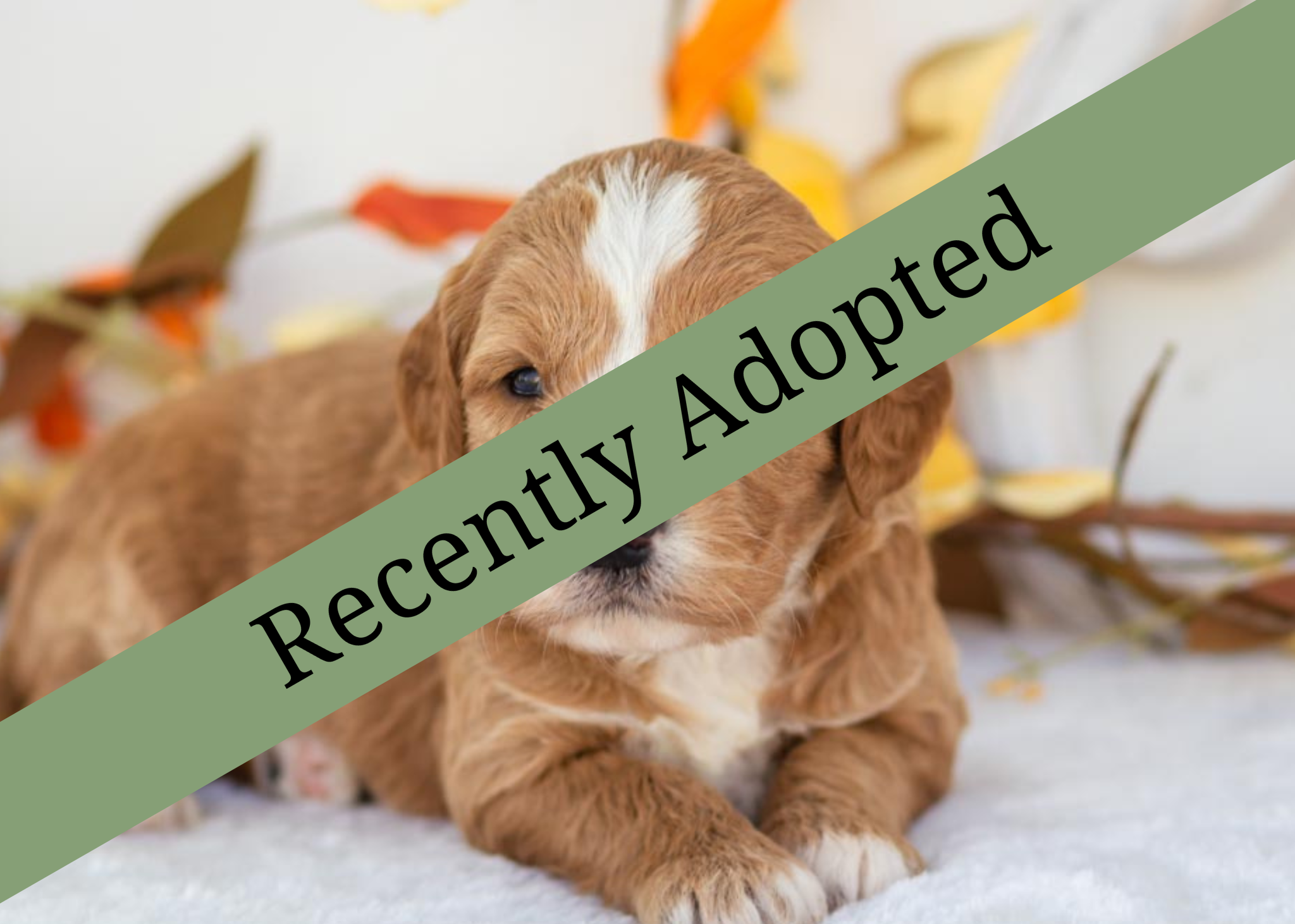 goldendoodle for sale