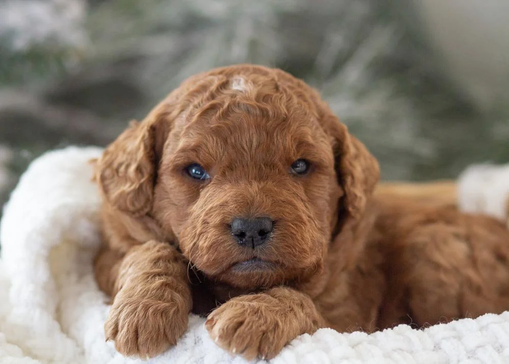 goldendoodle for sale