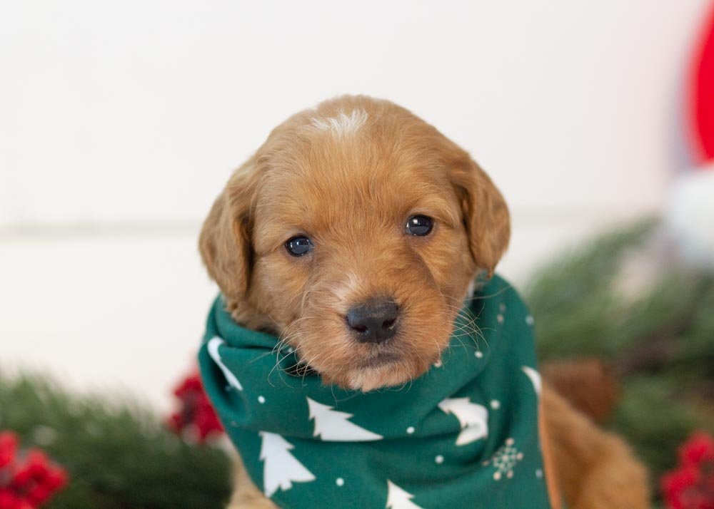 Pecan goldendoodle for sale(2).jpg