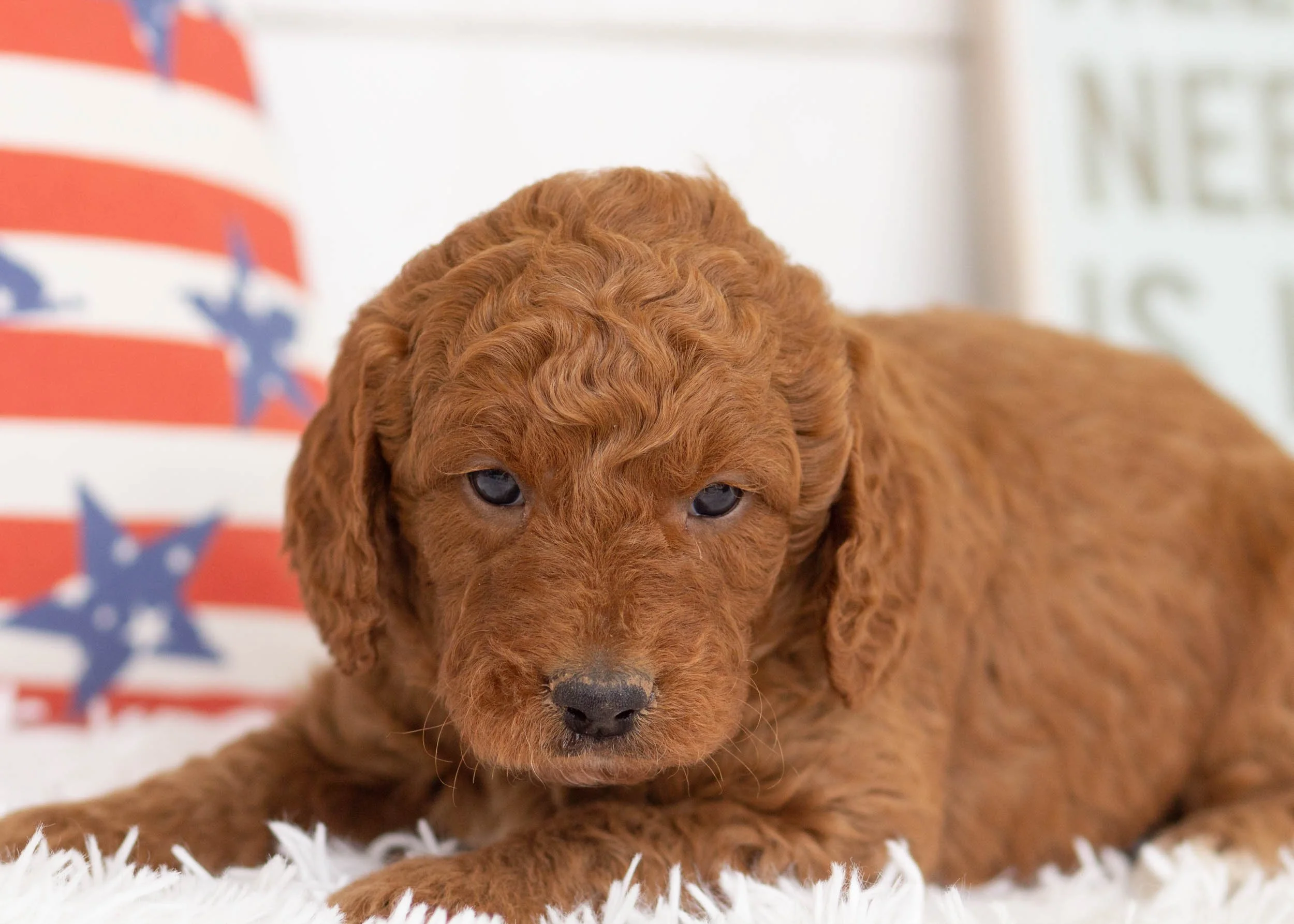 Buster Goldendoodle For Sale.jpg