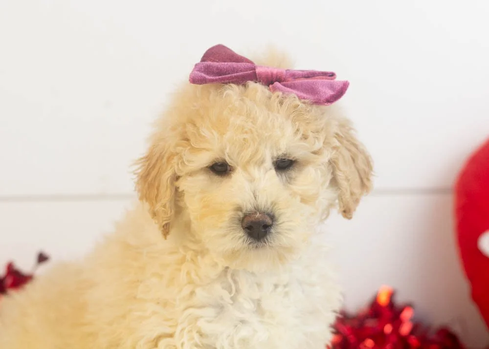 Darling goldendoodle for sale(2).jpg