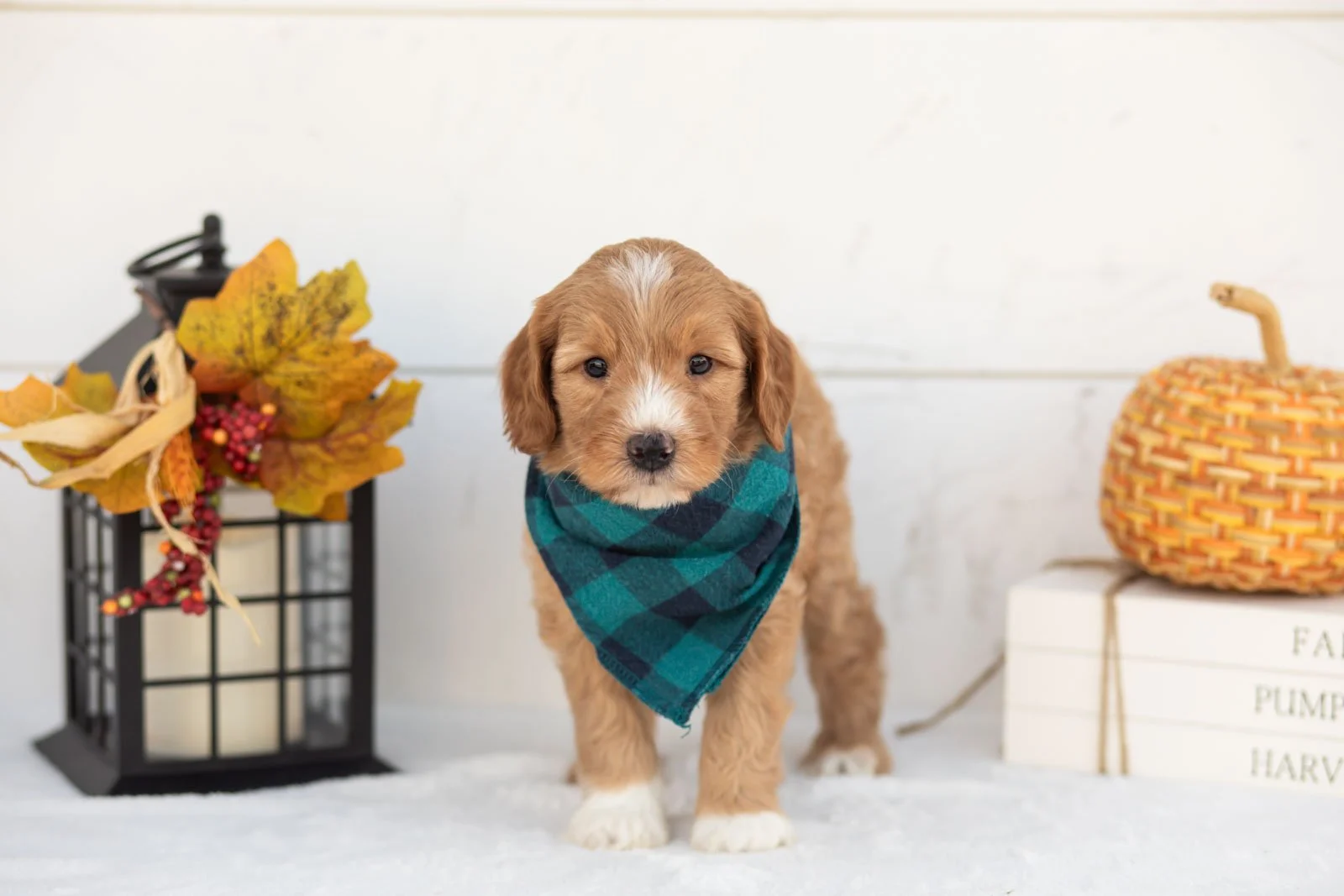 Jack goldendoodle for sale 3.jpg