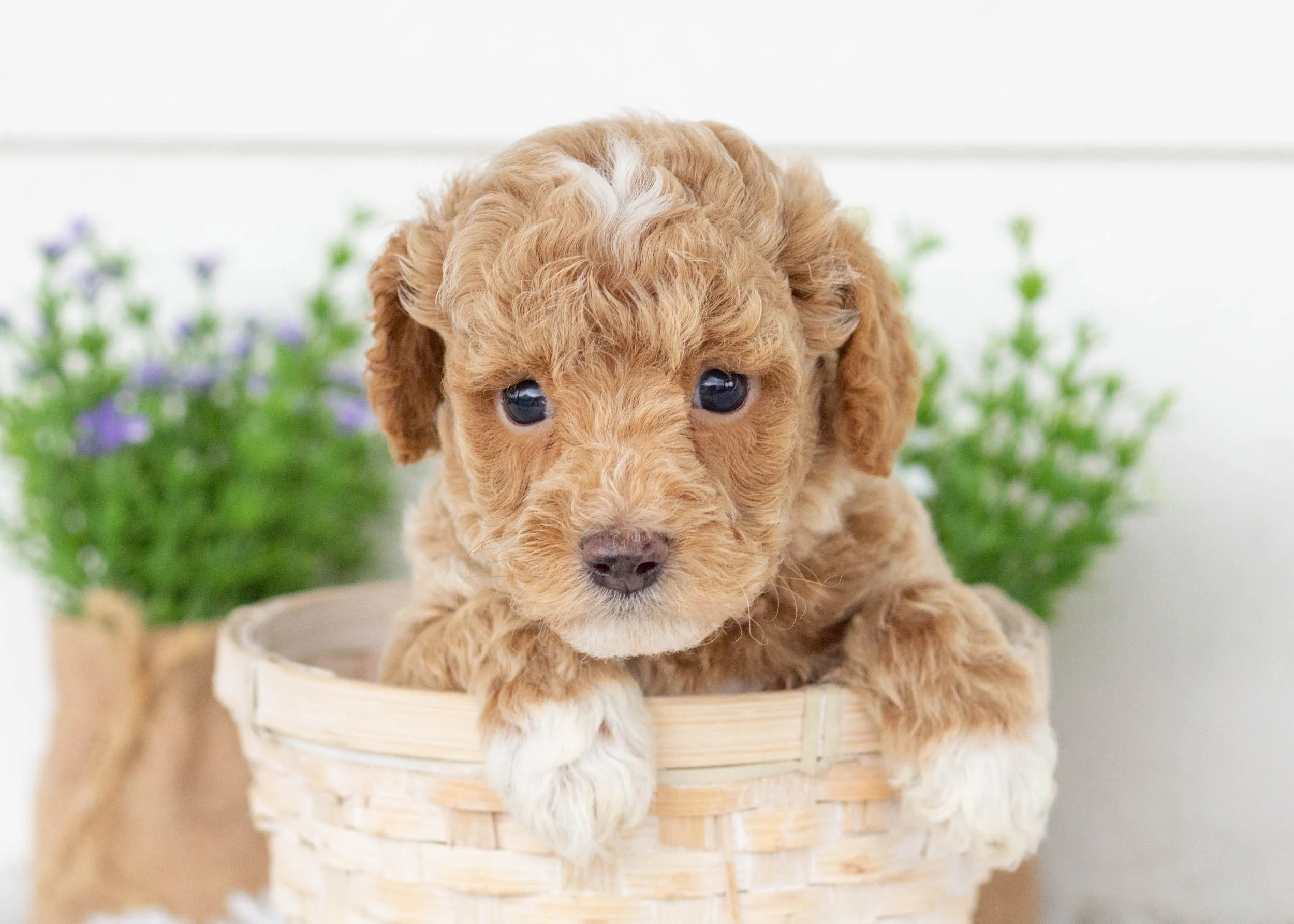 Charles goldendoodle for sale(2).jpg