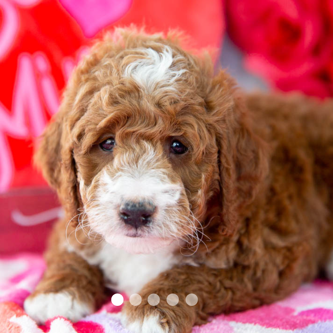 Copy of FBP Design.png