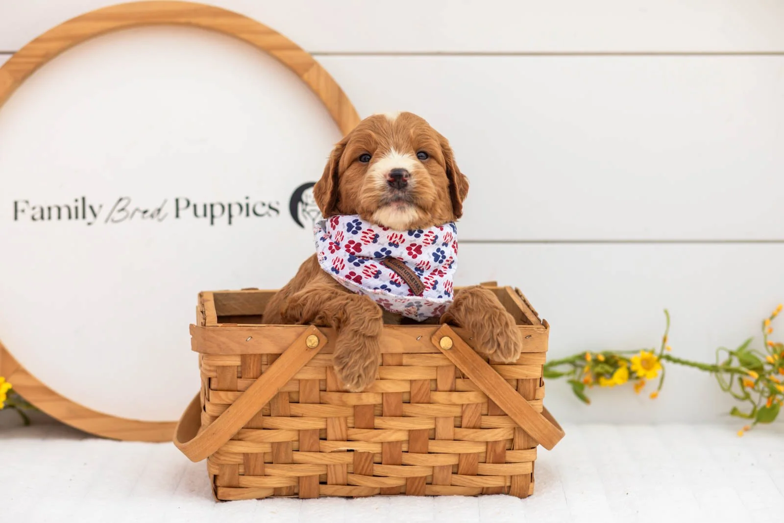 Maze goldendoodle for sale(4).jpg