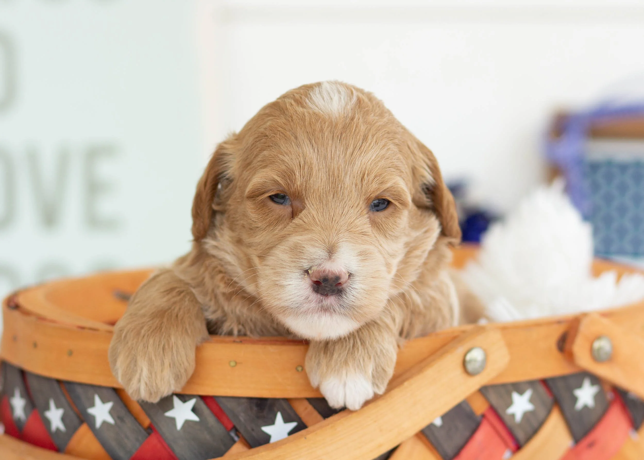 Americano Goldendoodle For Sale(3).jpg