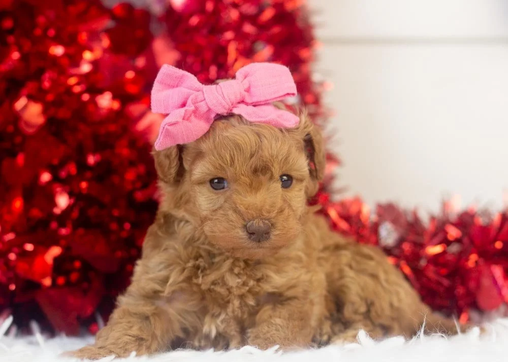 Montana goldendoodle for sale.jpg