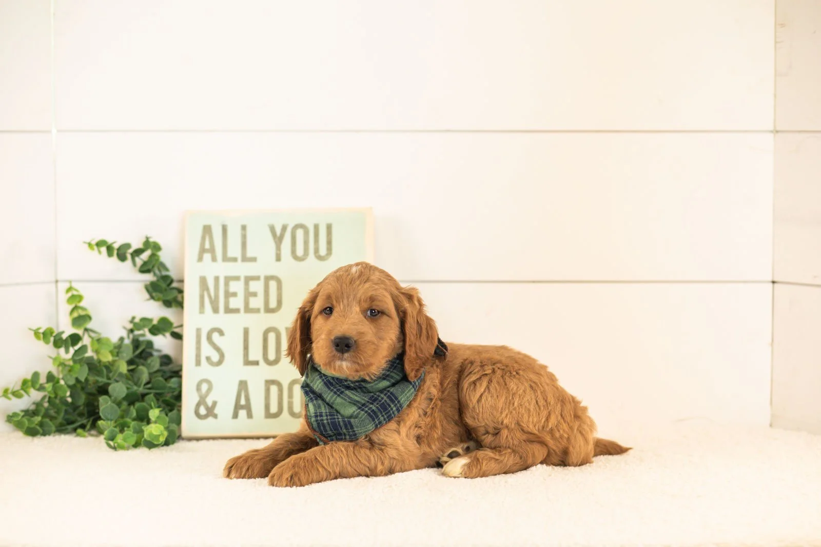 Oscar goldendoodle for sale.jpg