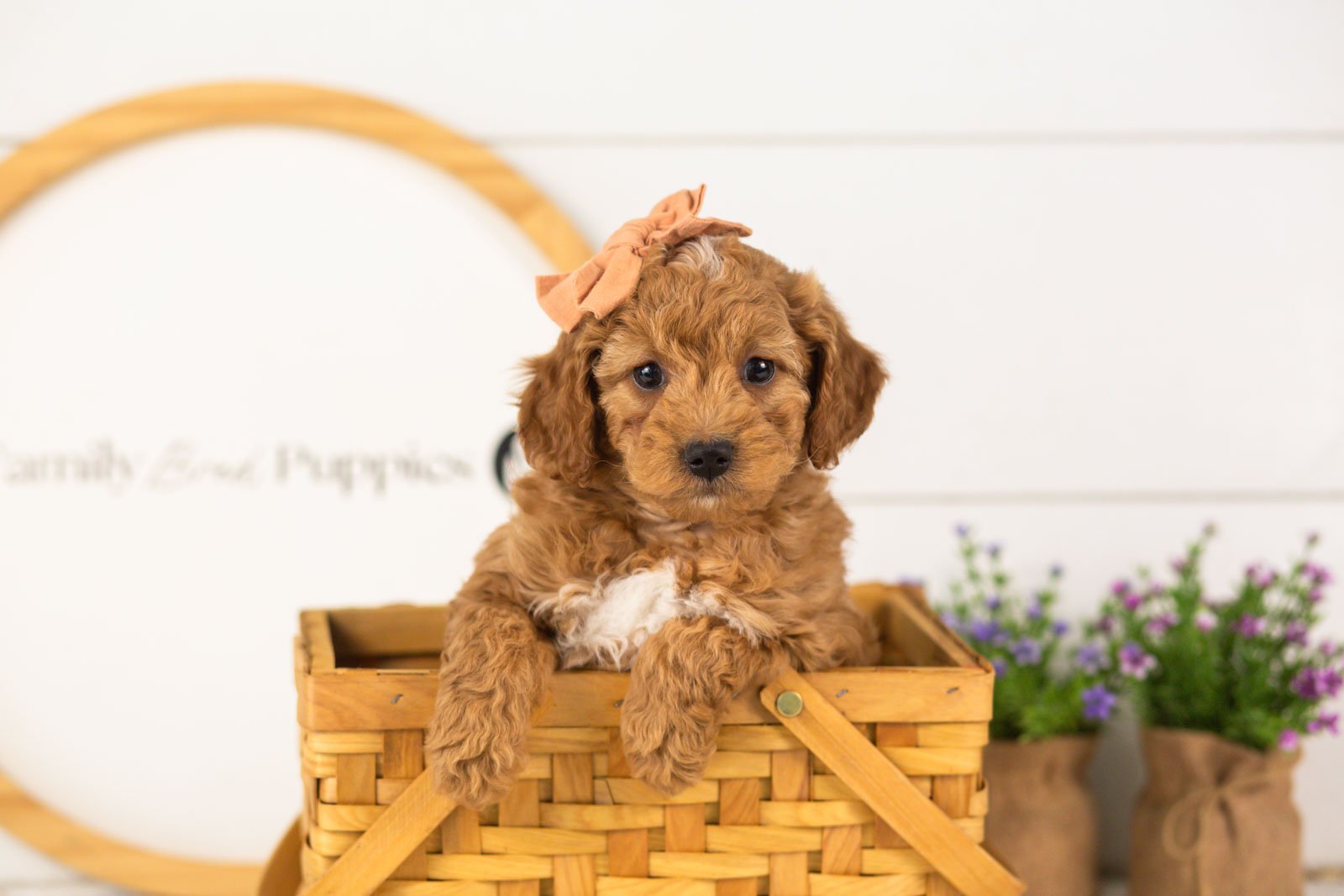 Lisa goldendoodle for sale(3).jpg