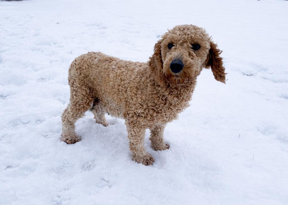 mom goldendoodle