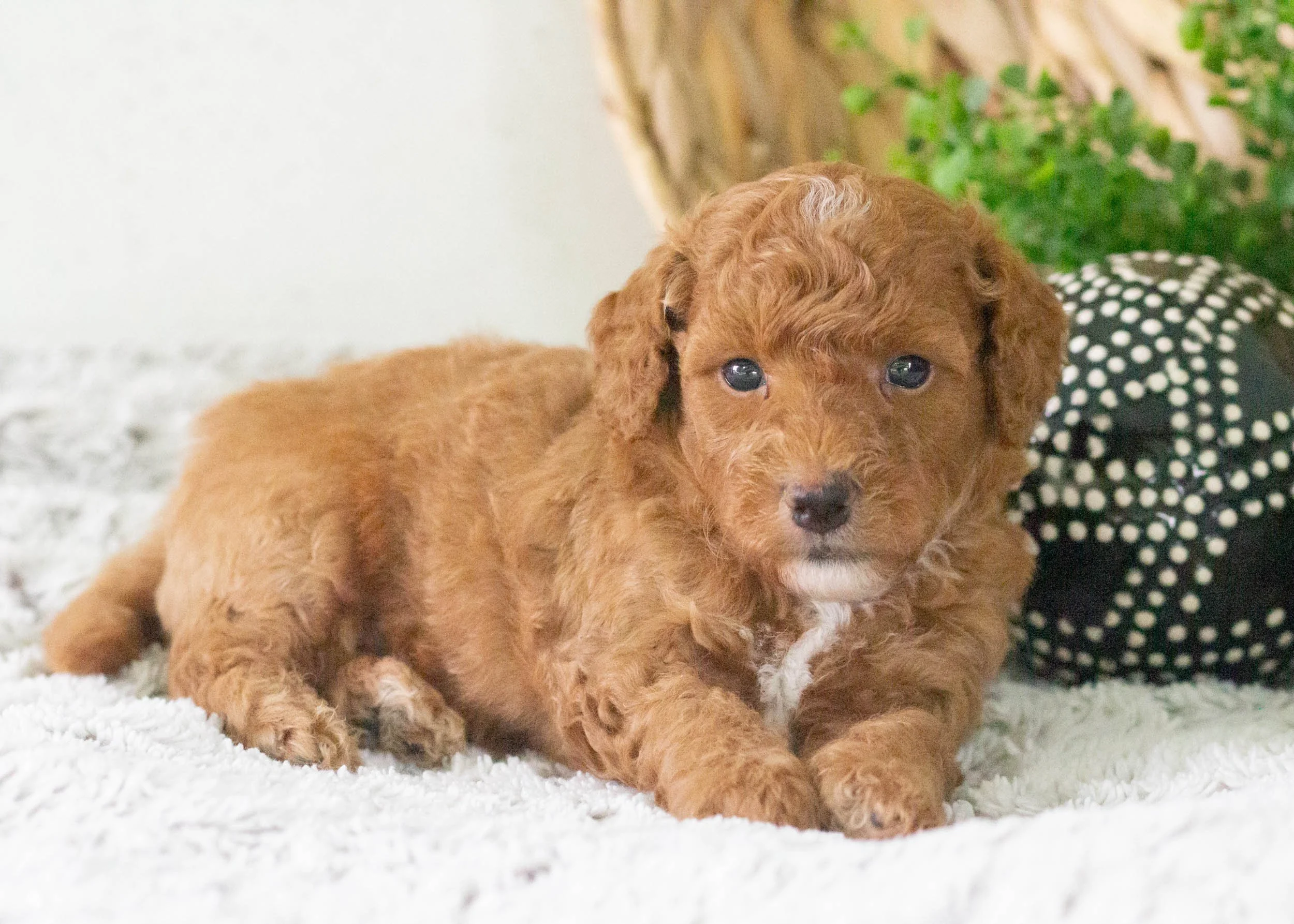 Tommy Goldendoodle For Sale(3).jpg