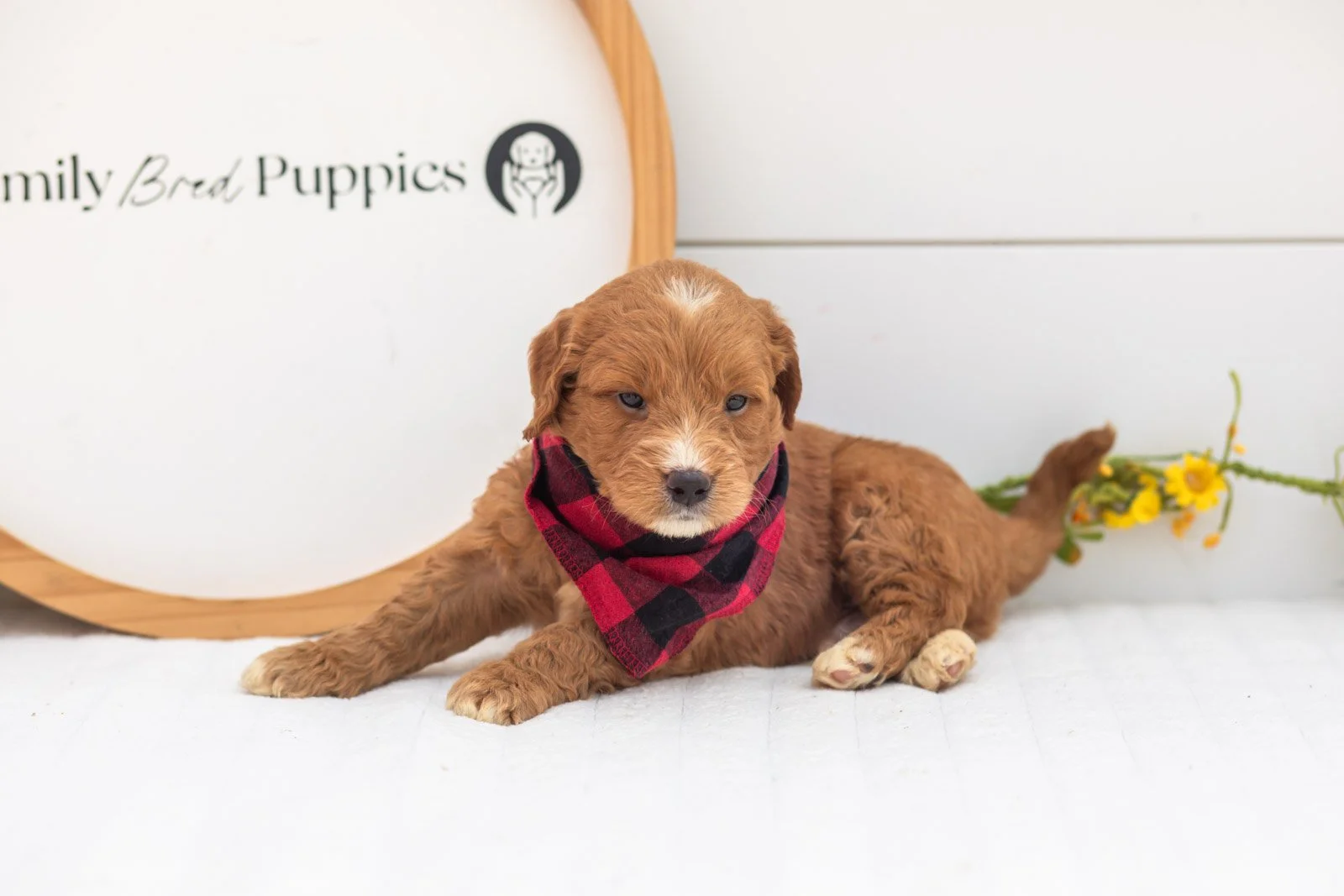 Hunter goldendoodle for sale(1).jpg