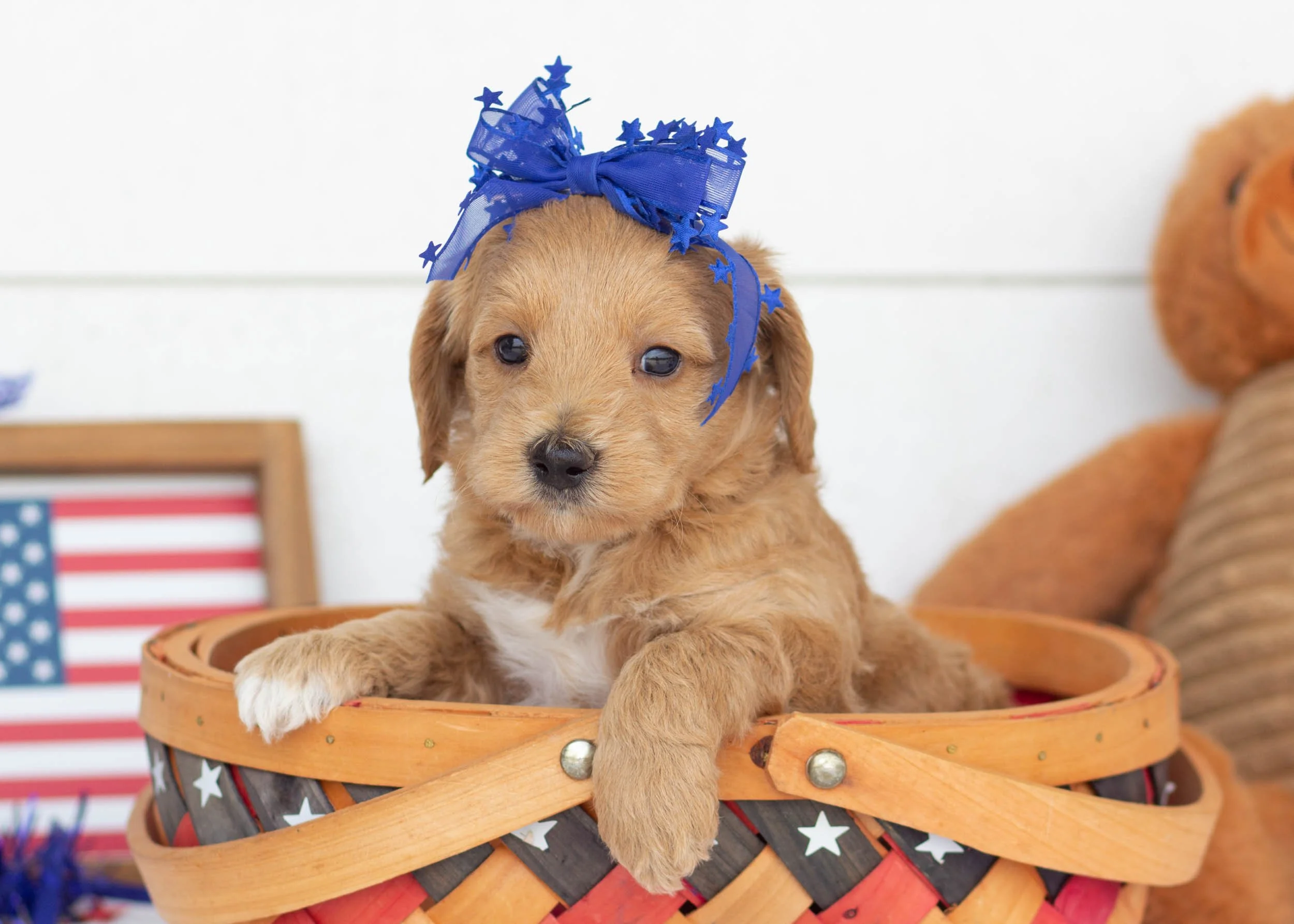 Parker Goldendoodle For Sale(3).jpg