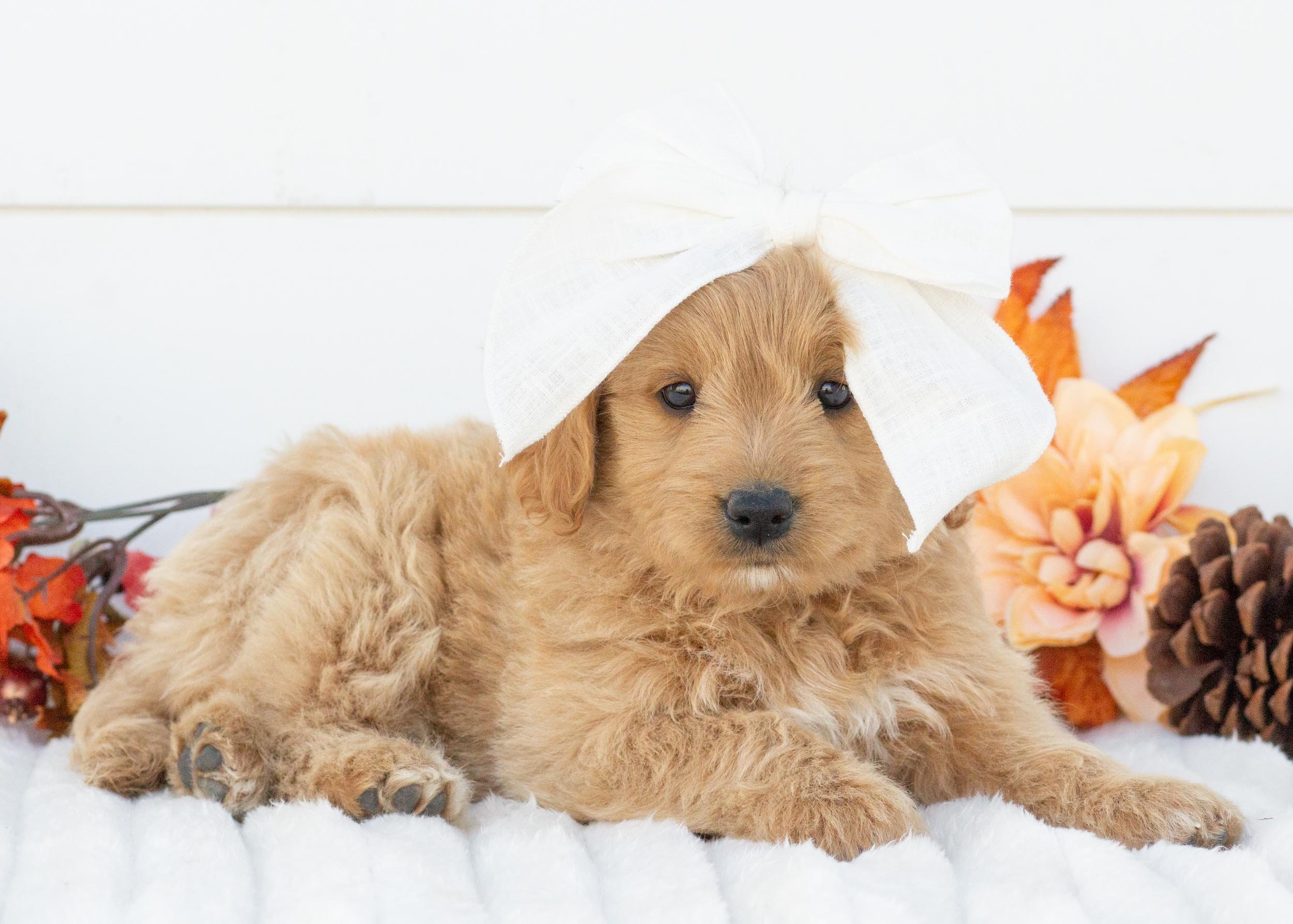 Ricotta goldendoodle for sale(2).jpg