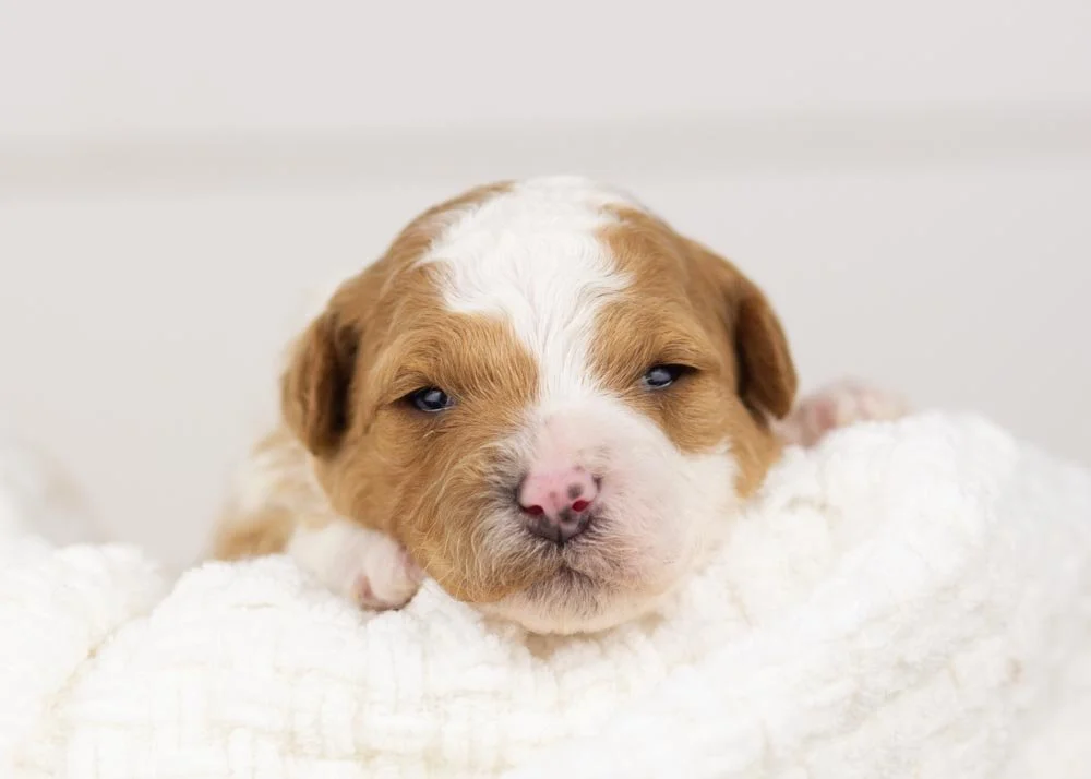 Denali goldendoodle for sale.(1).jpg