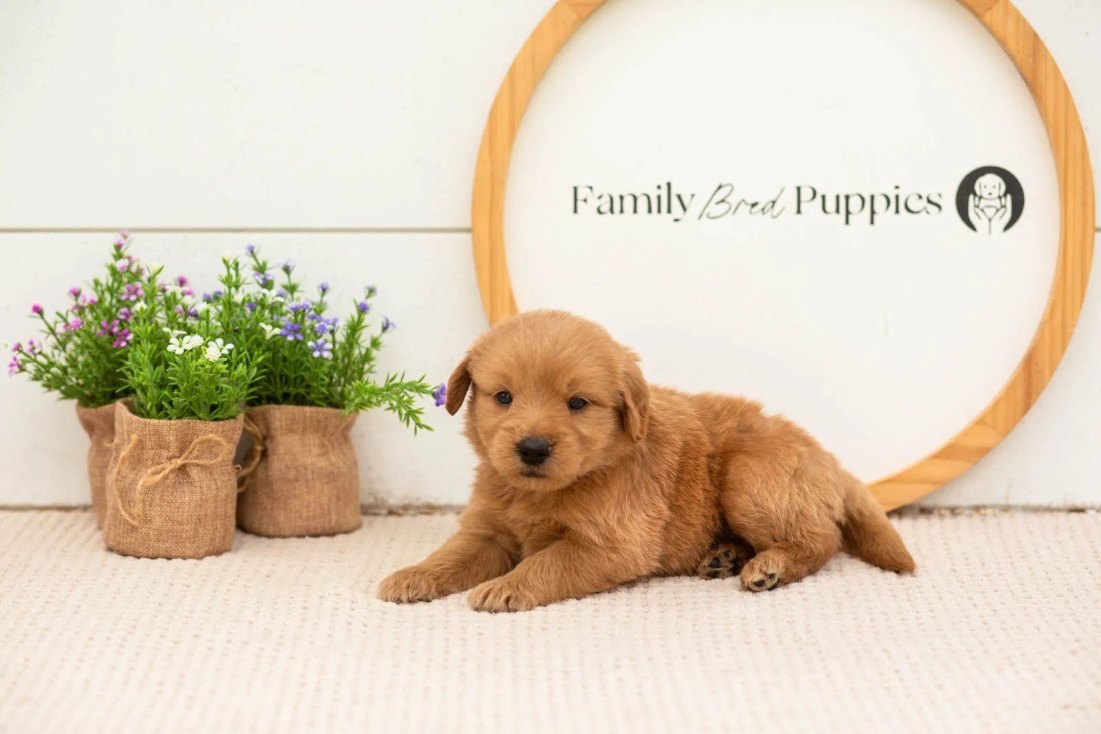 esme goldendoodle for sale..jpg