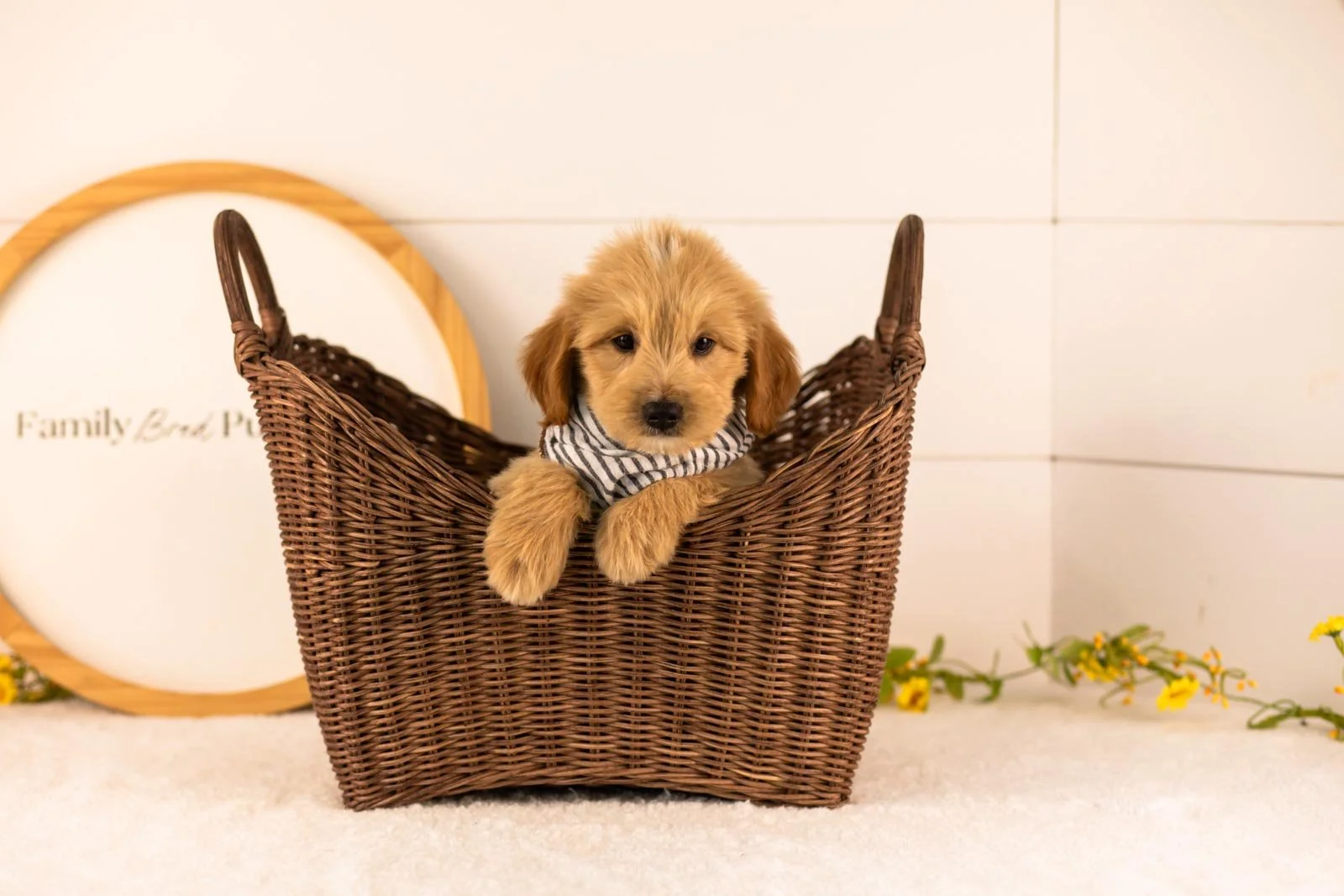 Ethan goldendoodle for sale(4).jpg