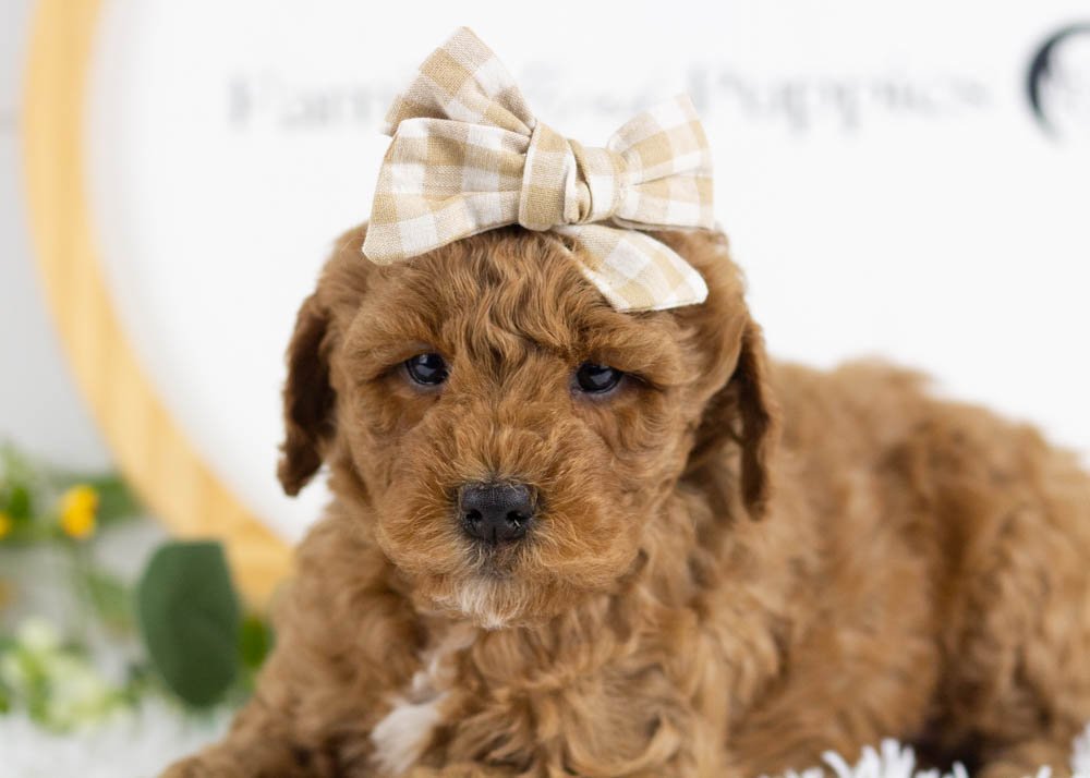 Icicle goldendoodle for sale(3).jpg